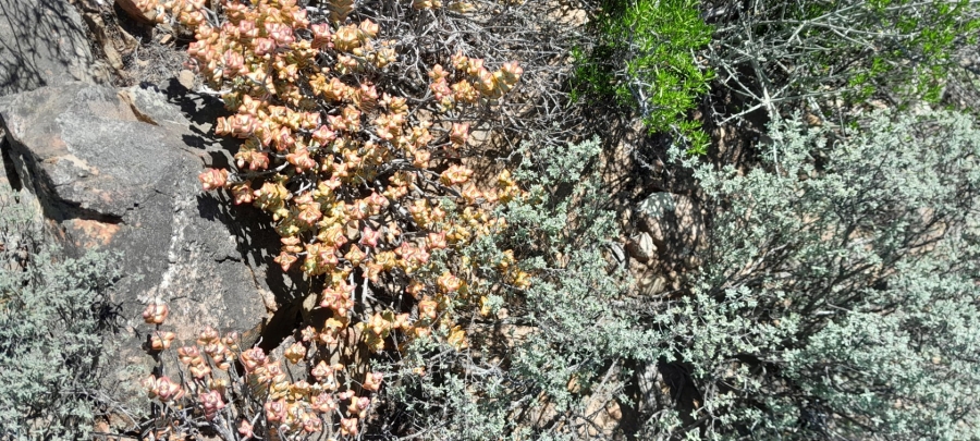 Commercial Property for Sale in Montagu Rural Western Cape